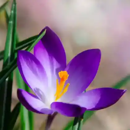 Foto von Elfen-Krokus 'Ruby Giant' (Crocus tommasinianus 'Ruby Giant')