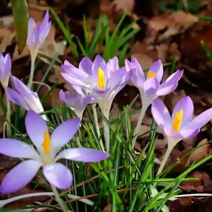 Foto von Elfen-Krokus 'Whitewell Purple' (Crocus tommasinianus 'Whitewell Purple')