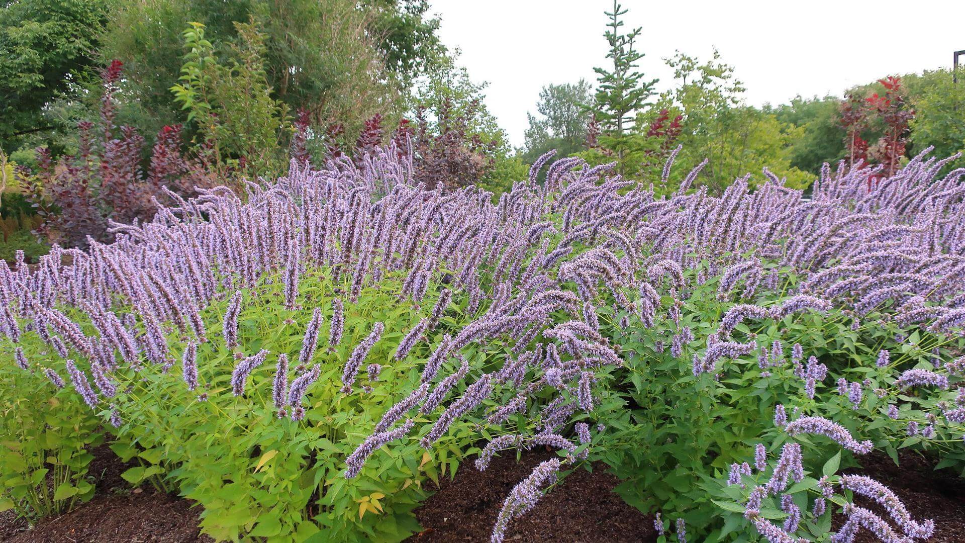 Koreanische Minze / Agastache rugosa 'Korean Zest'