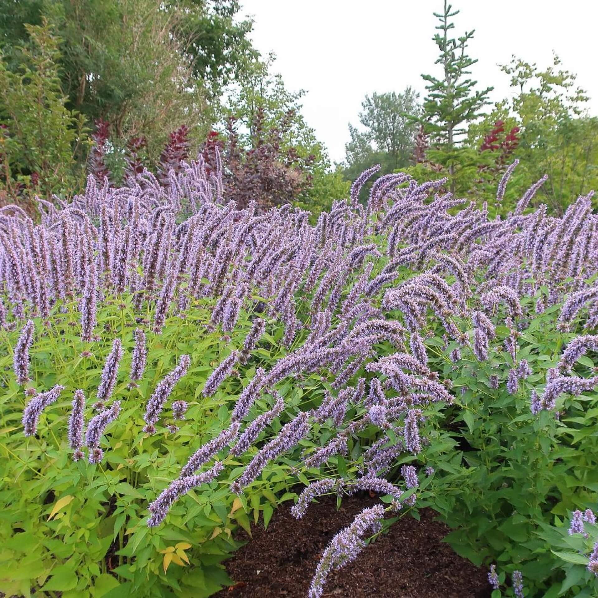 Koreanische Minze (Agastache rugosa 'Korean Zest')