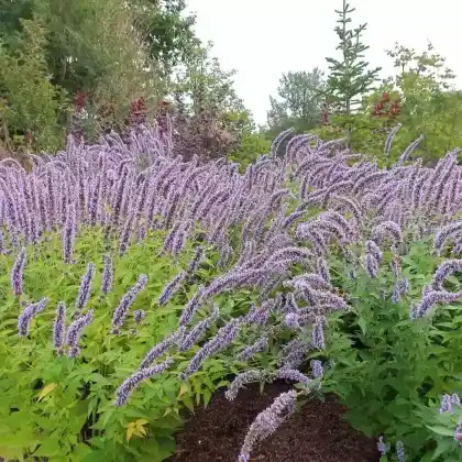 Foto von Koreanische Minze (Agastache rugosa 'Korean Zest')