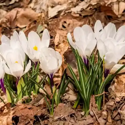 Foto von Frühlings-Krokus (Crocus vernus)