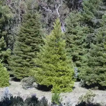 Foto von Sicheltanne (Cryptomeria japonica)