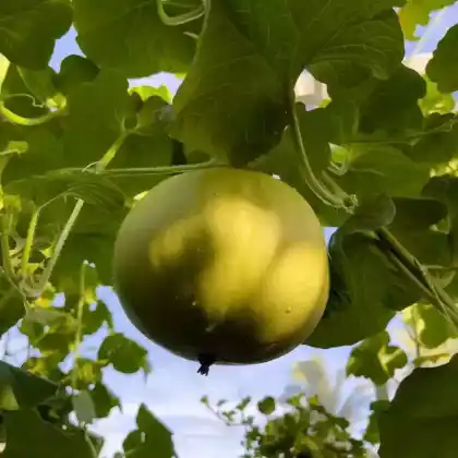 Foto von Zuckermelone (Cucumis melo)