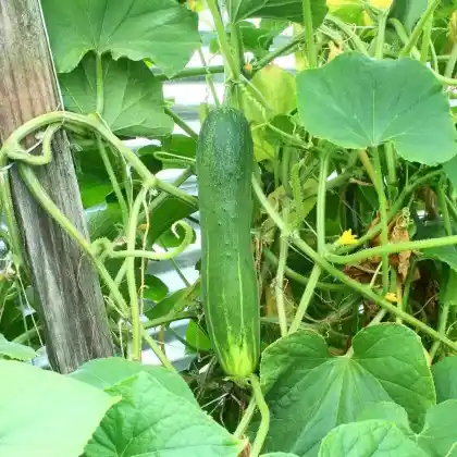 Foto von Gurke (Cucumis sativus)