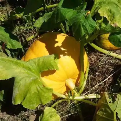 Foto von Garten-Kürbis (Cucurbita pepo)