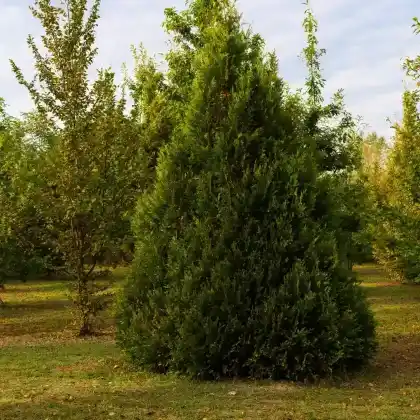 Foto von Arizona-Zypresse (Cupressus arizonica)