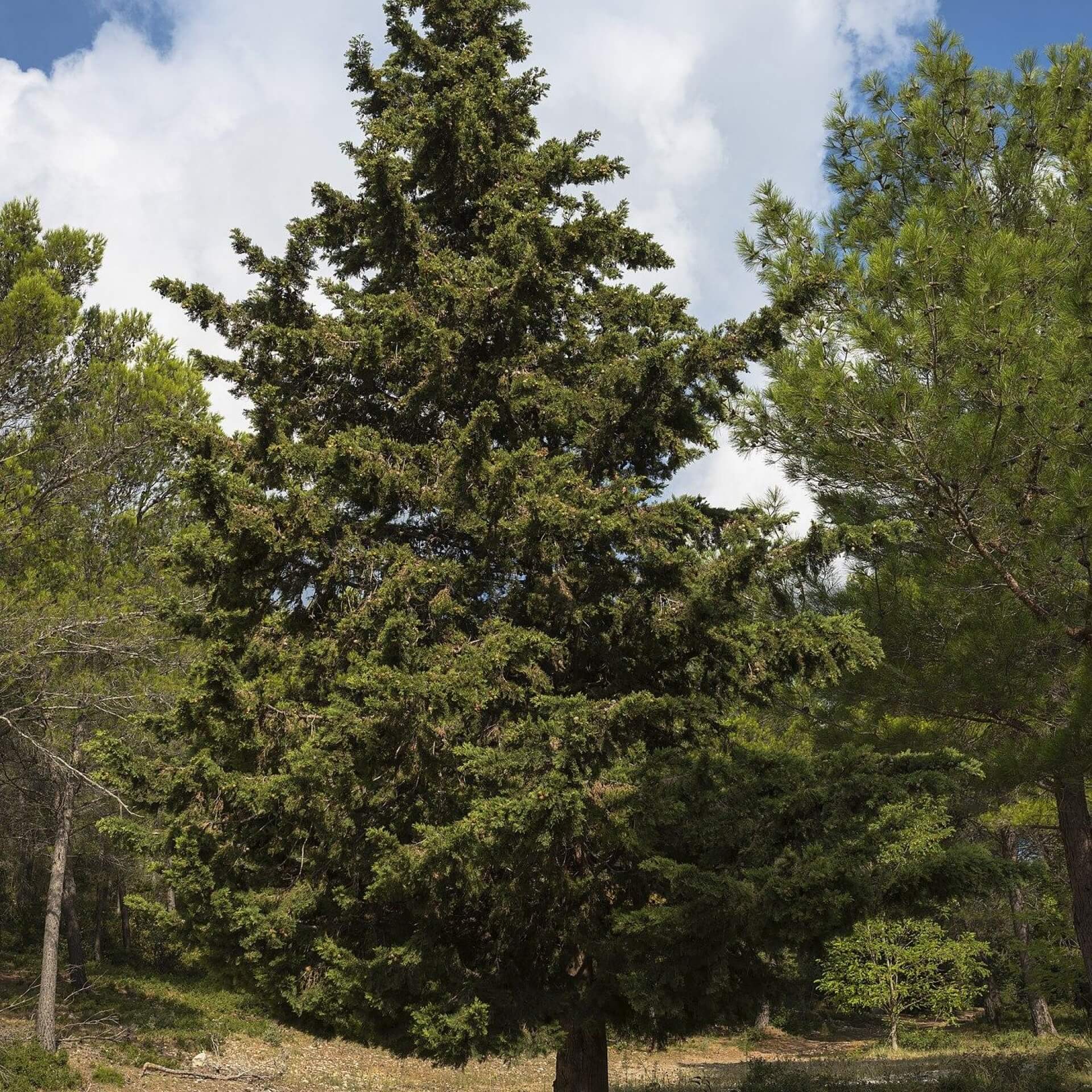 Italienische Zypresse (Cupressus sempervirens)