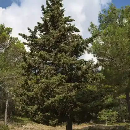 Foto von Italienische Zypresse (Cupressus sempervirens)