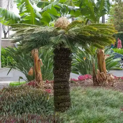 Foto von Japanischer Sagopalmfarn (Cycas revoluta)