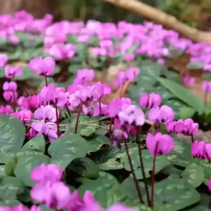 Foto von Frühlings Alpenveilchen (Cyclamen coum)