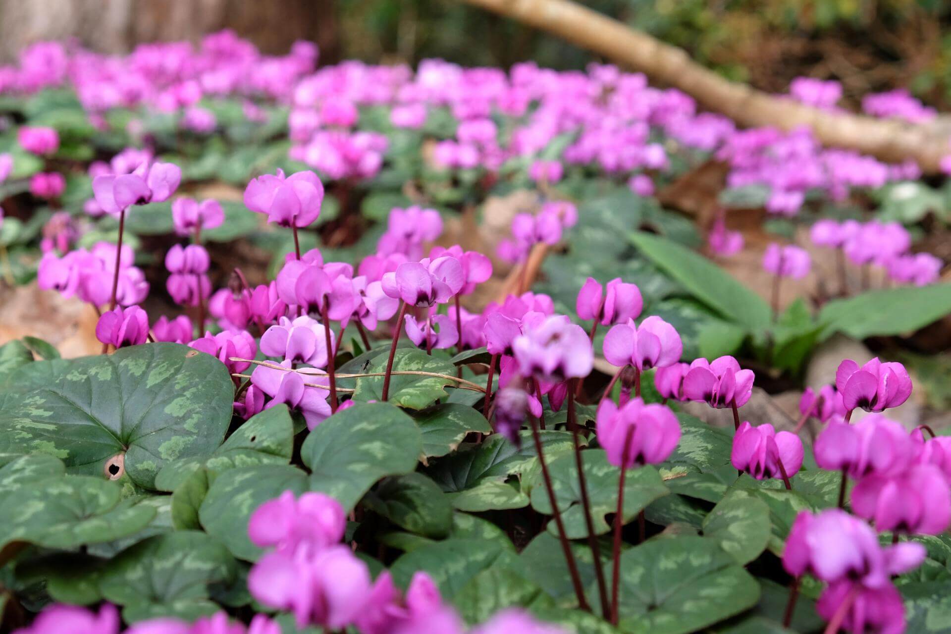 Frühlings Alpenveilchen / Cyclamen coum