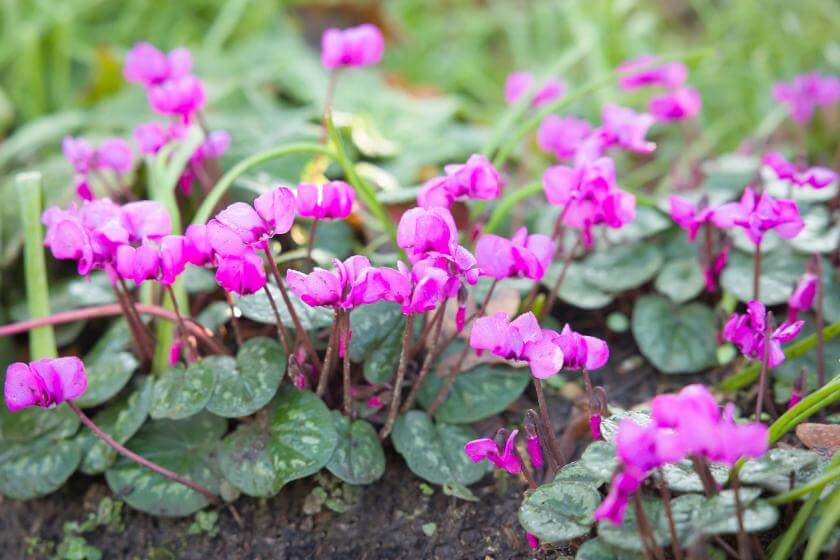Frühlings Alpenveilchen / Cyclamen coum