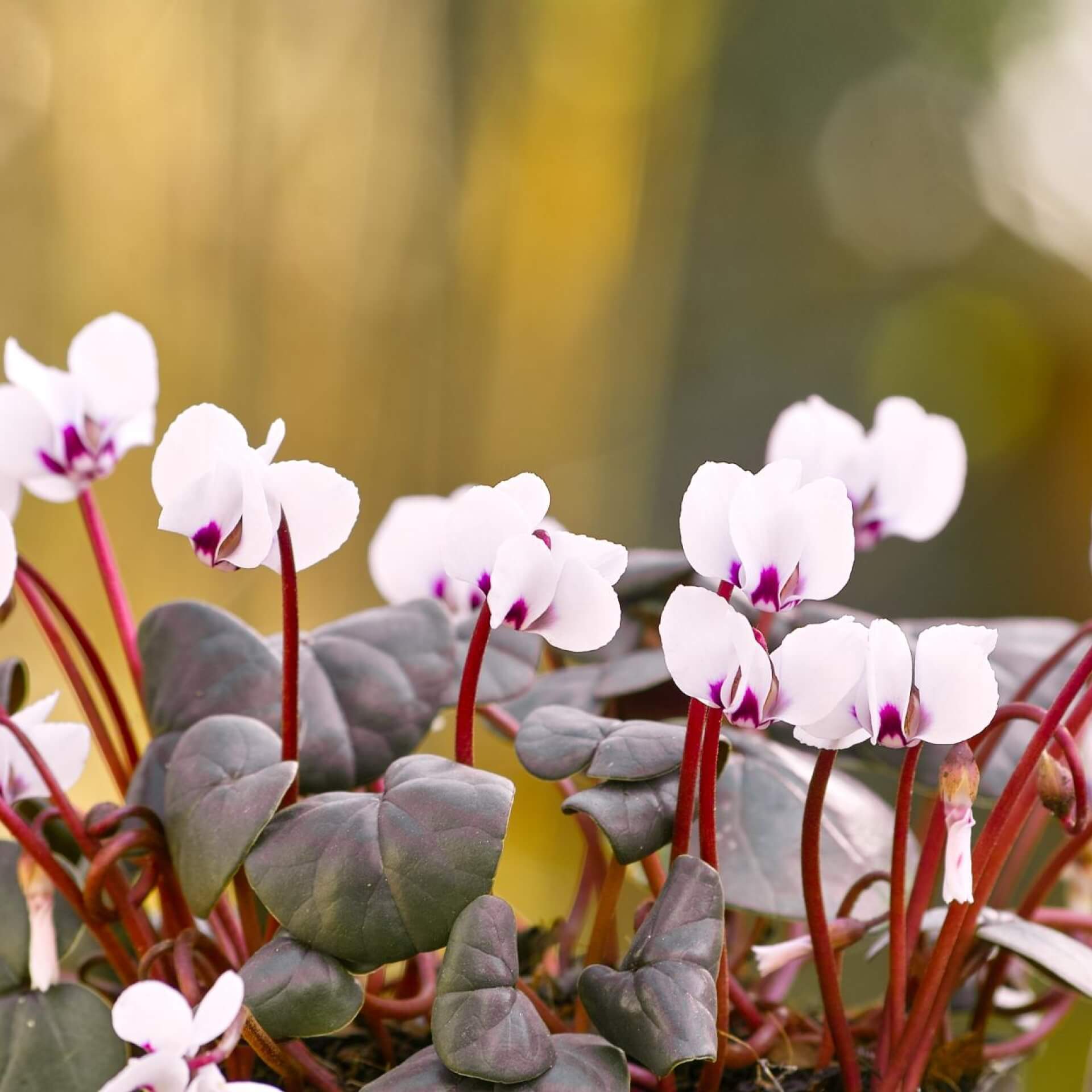 Frühlings Alpenveilchen 'Album' (Cyclamen coum 'Album')