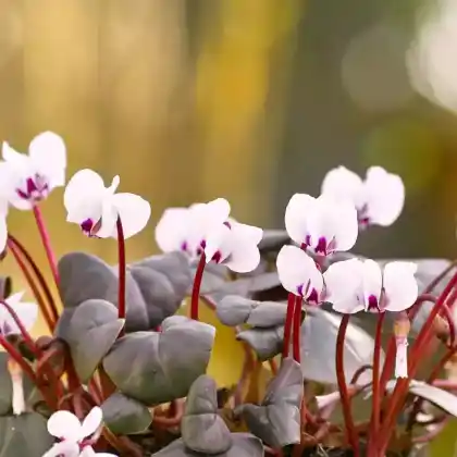 Foto von Frühlings Alpenveilchen 'Album' (Cyclamen coum 'Album')