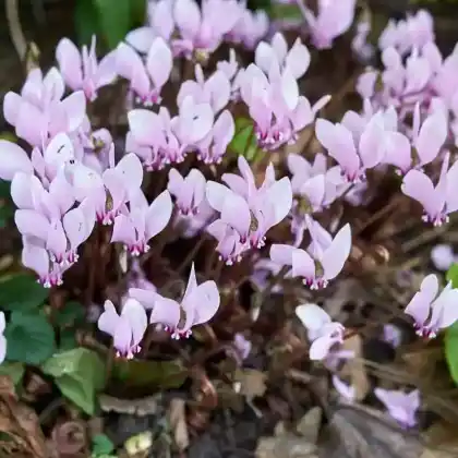 Foto von Herbst-Alpenveilchen (Cyclamen hederifolium)