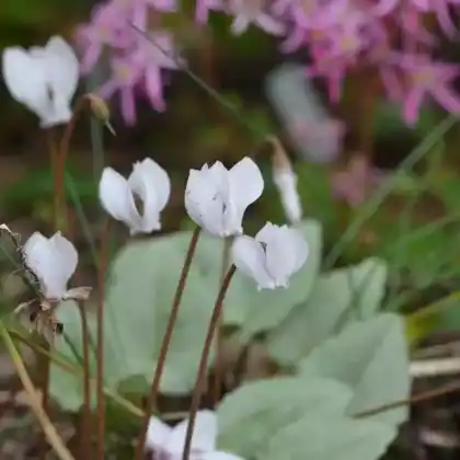 Foto von Herbst Alpenveilchen 'Album' (Cyclamen hederifolium 'Album')