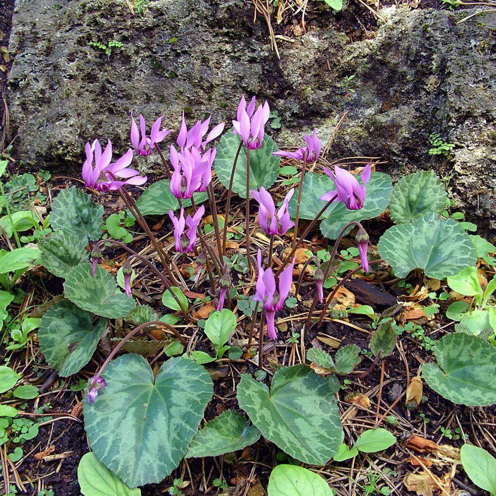 Europäisches Alpenveilchen (Cyclamen purpurascens)