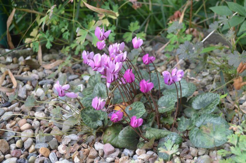 Europäisches Alpenveilchen / Cyclamen purpurascens