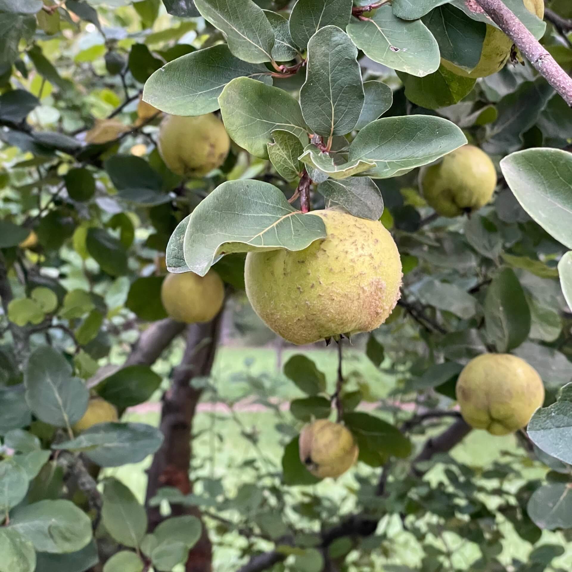 Echte Quitte (Cydonia oblonga)