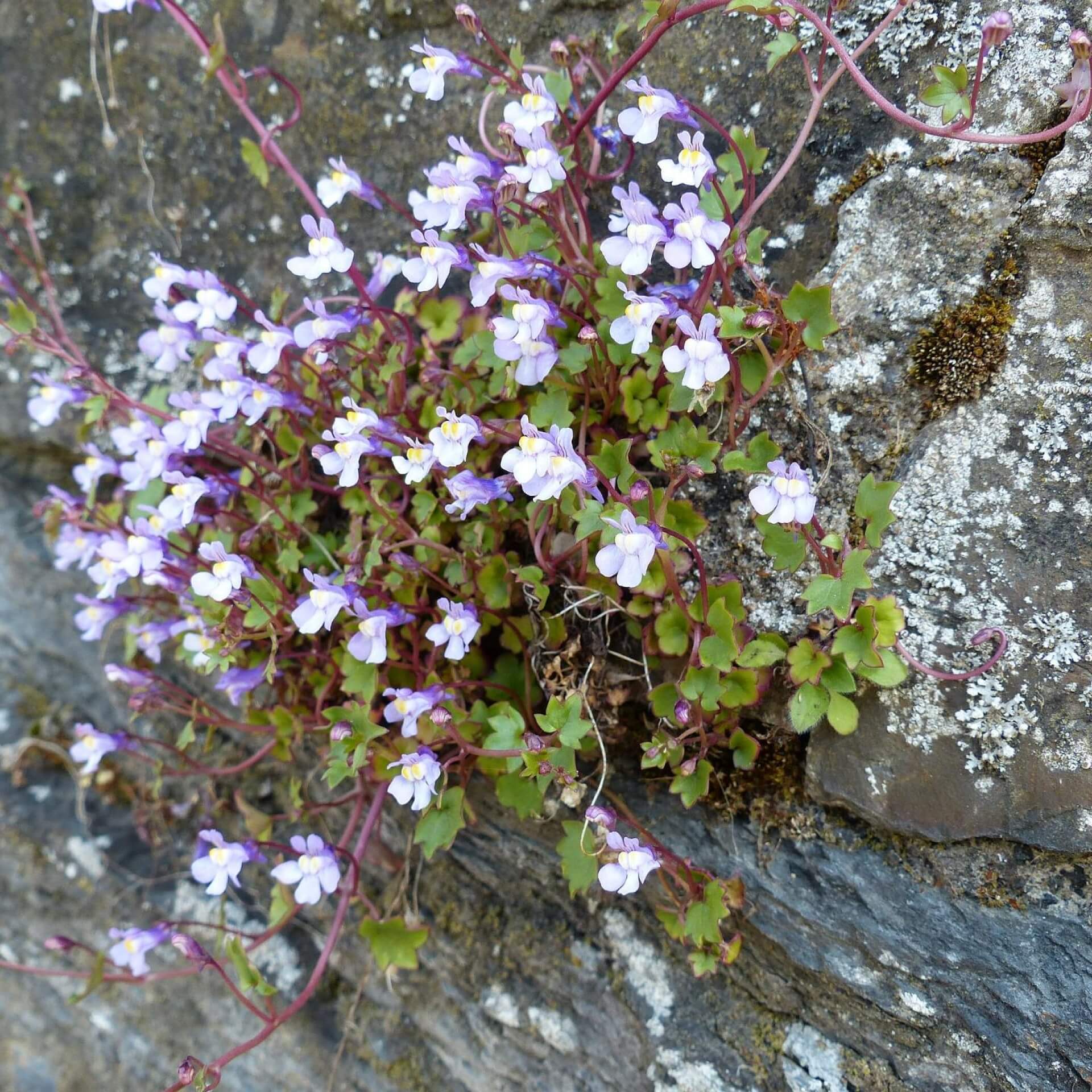 Zimbelkraut (Cymbalaria muralis)