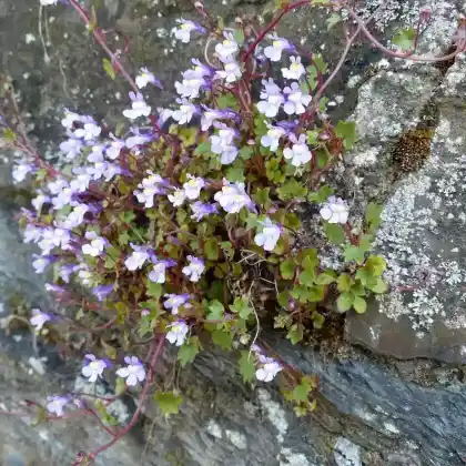 Foto von Zimbelkraut (Cymbalaria muralis)