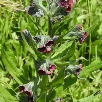 Foto von Echte Hundszunge (Cynoglossum officinale)