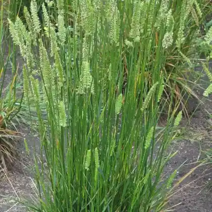 Foto von Weide-Kammgras (Cynosurus cristatus)
