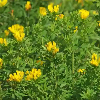 Foto von Österreich-Zwerggeißklee (Cytisus austriacus)