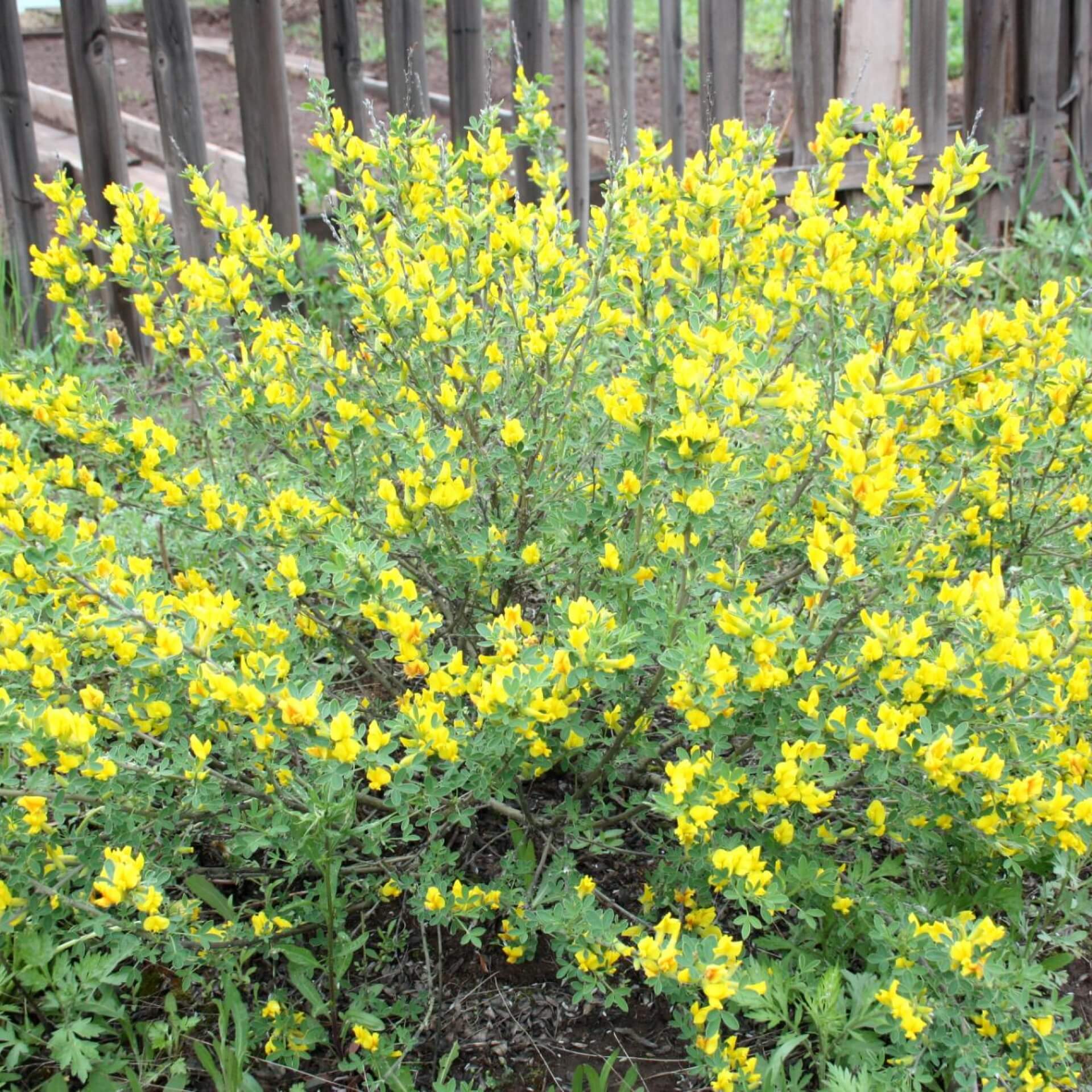 Kissenginster (Cytisus decumbens)