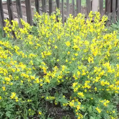Foto von Kissenginster (Cytisus decumbens)
