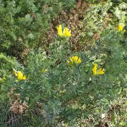 Foto von Kopf-Zwergginster (Cytisus hirsutus)