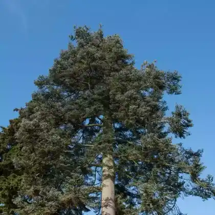 Foto von Edel-Tanne (Abies procera)