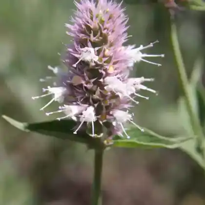 Foto von Nesselblättrige Duftnessel (Agastache urticifolia)