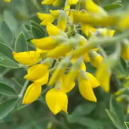 Foto von Schwarzer Geißklee (Cytisus nigricans)