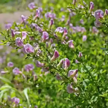 Foto von Purpur-Ginster (Cytisus purpureus)