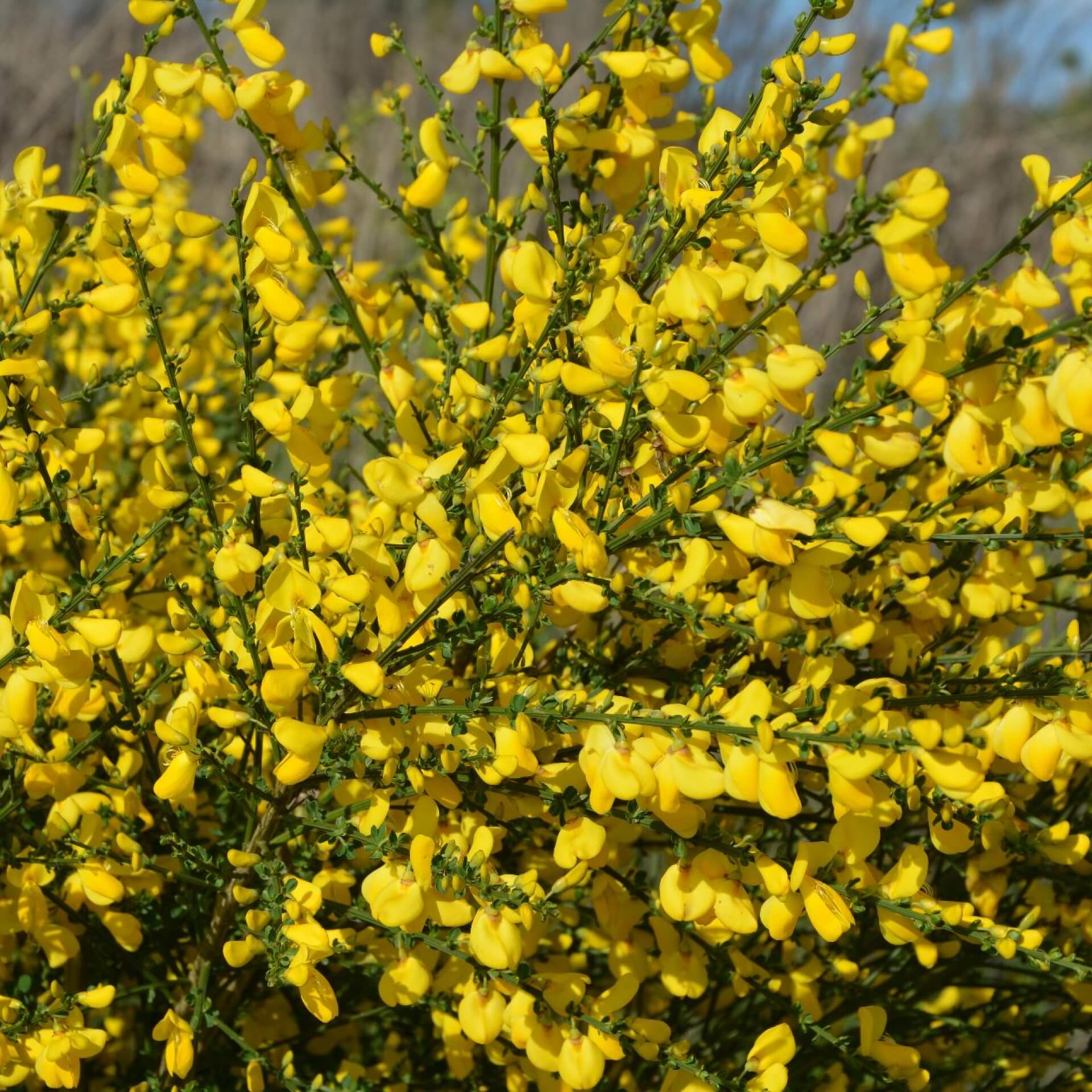 Besenginster (Cytisus scoparius)