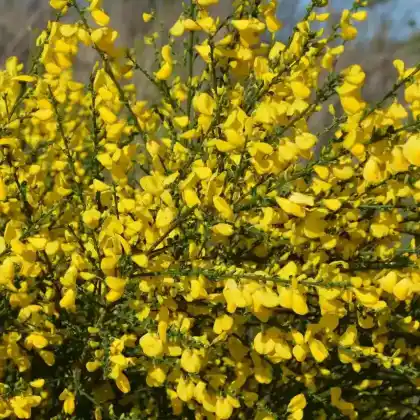 Foto von Besenginster (Cytisus scoparius)