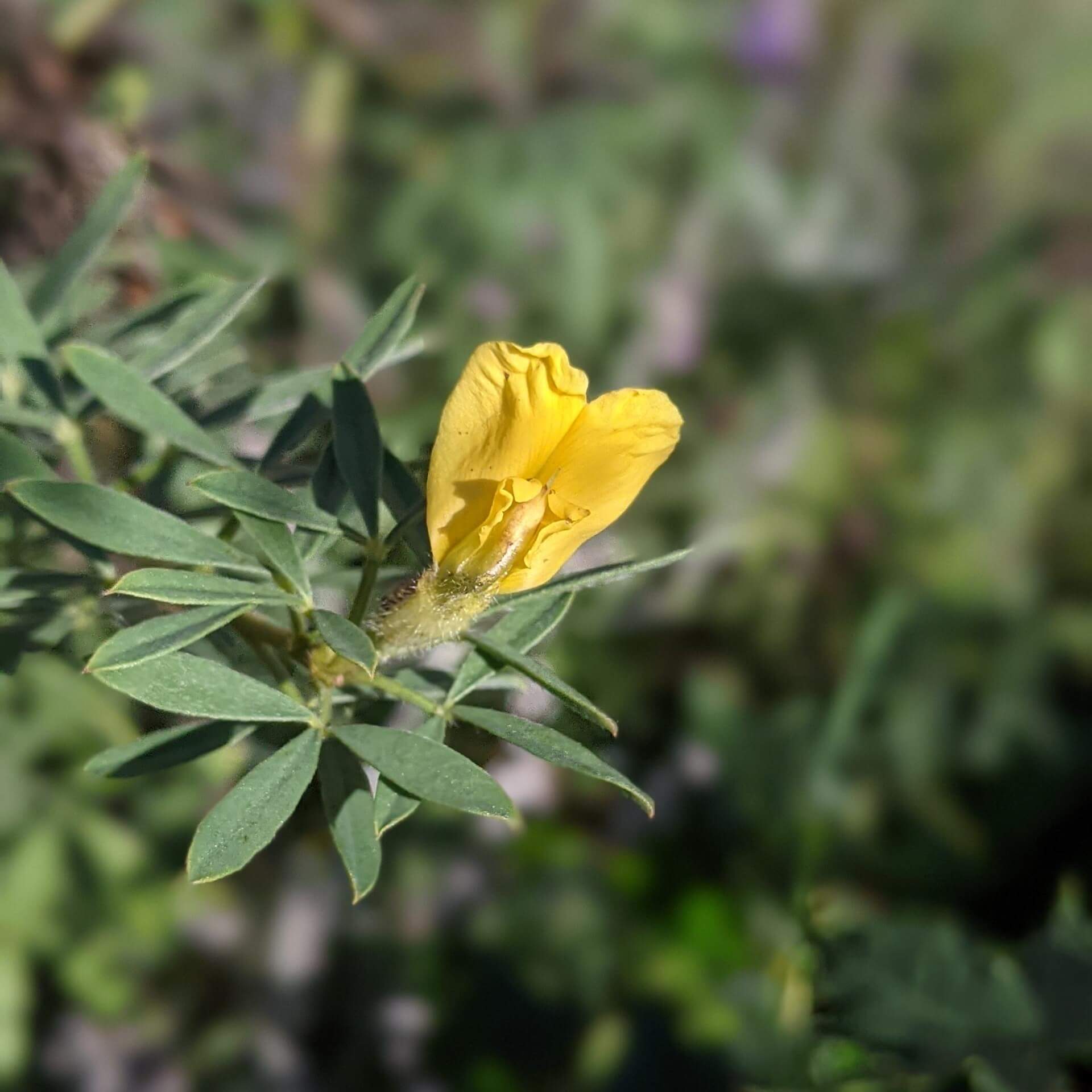 Kopf-Ginster (Cytisus supinus)