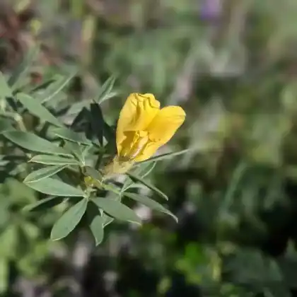 Foto von Kopf-Ginster (Cytisus supinus)