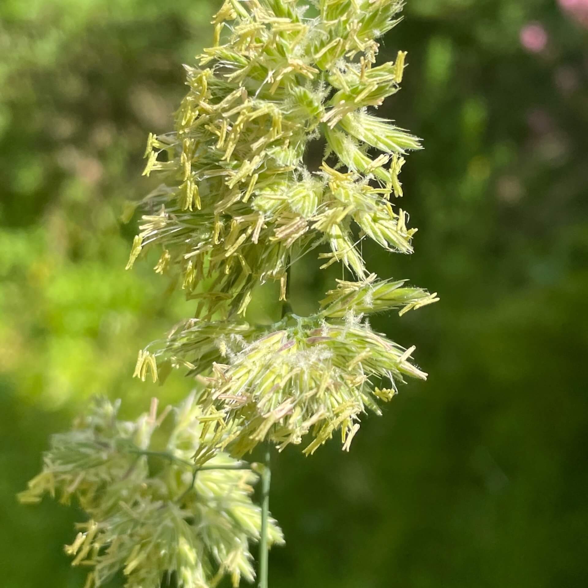 Gewöhnliches Knäuelgras (Dactylis glomerata)