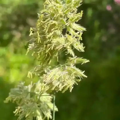 Foto von Gewöhnliches Knäuelgras (Dactylis glomerata)