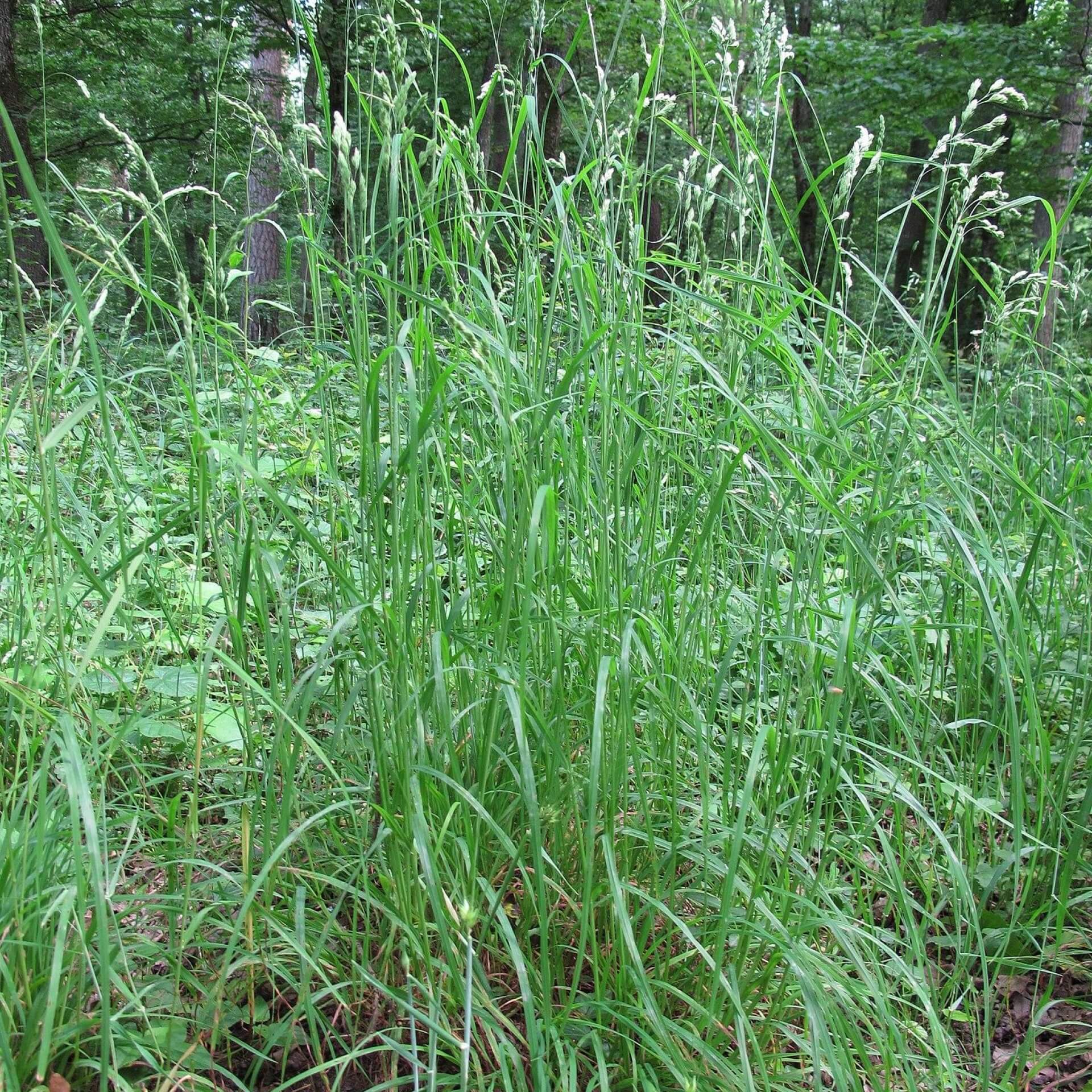 Wald-Knaulgras (Dactylis polygama)