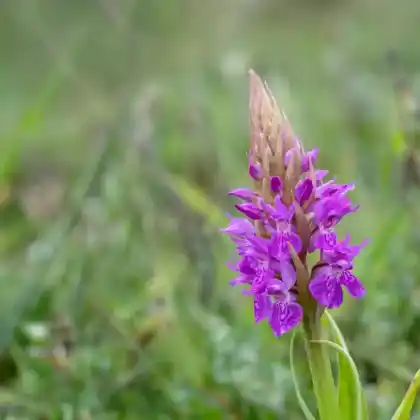 Foto von Übersehene Fingerwurz (Dactylorhiza praetermissa)