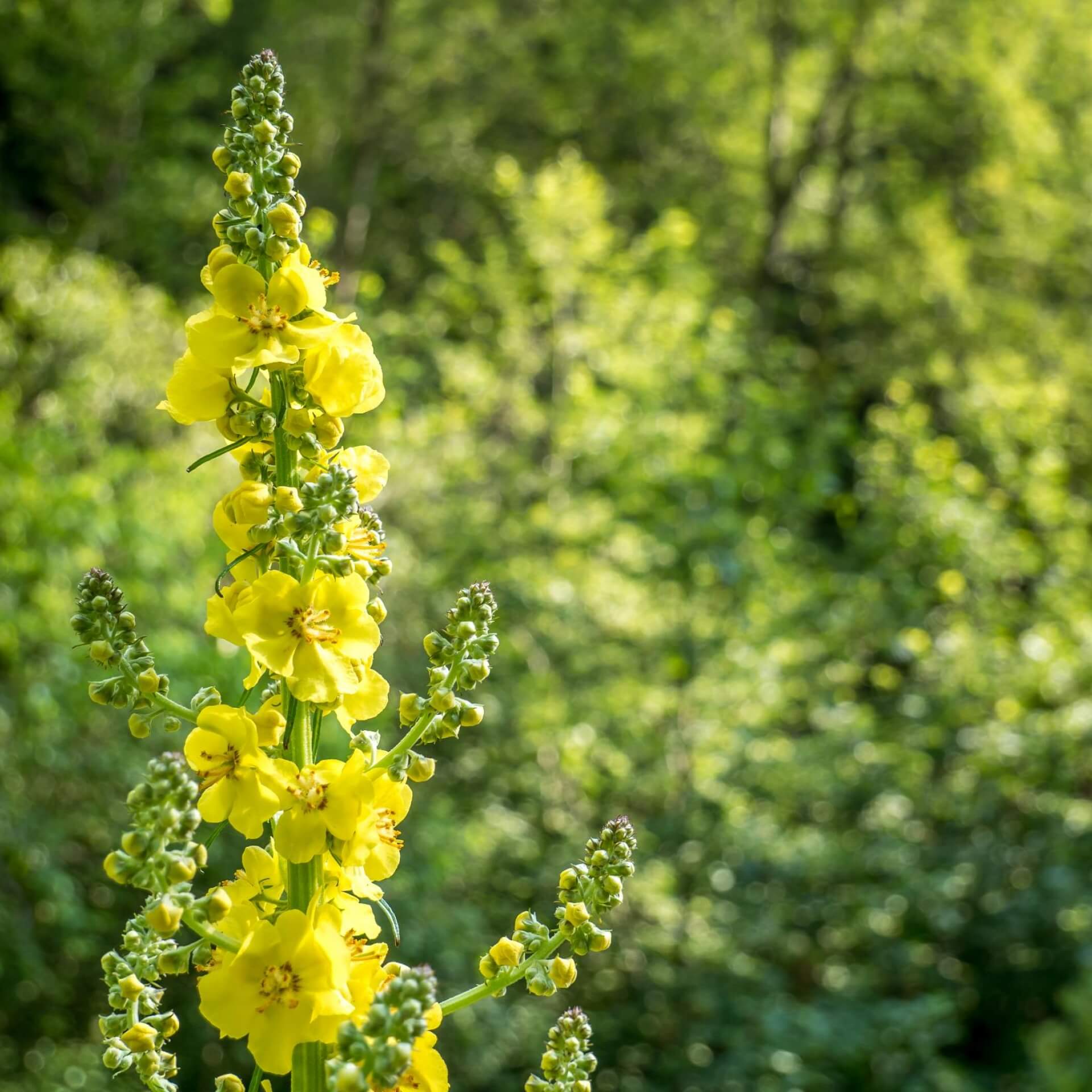Gewöhnlicher Odermennig (Agrimonia eupatoria)