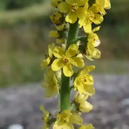 Foto von Gewöhnlicher Odermennig (Agrimonia eupatoria)