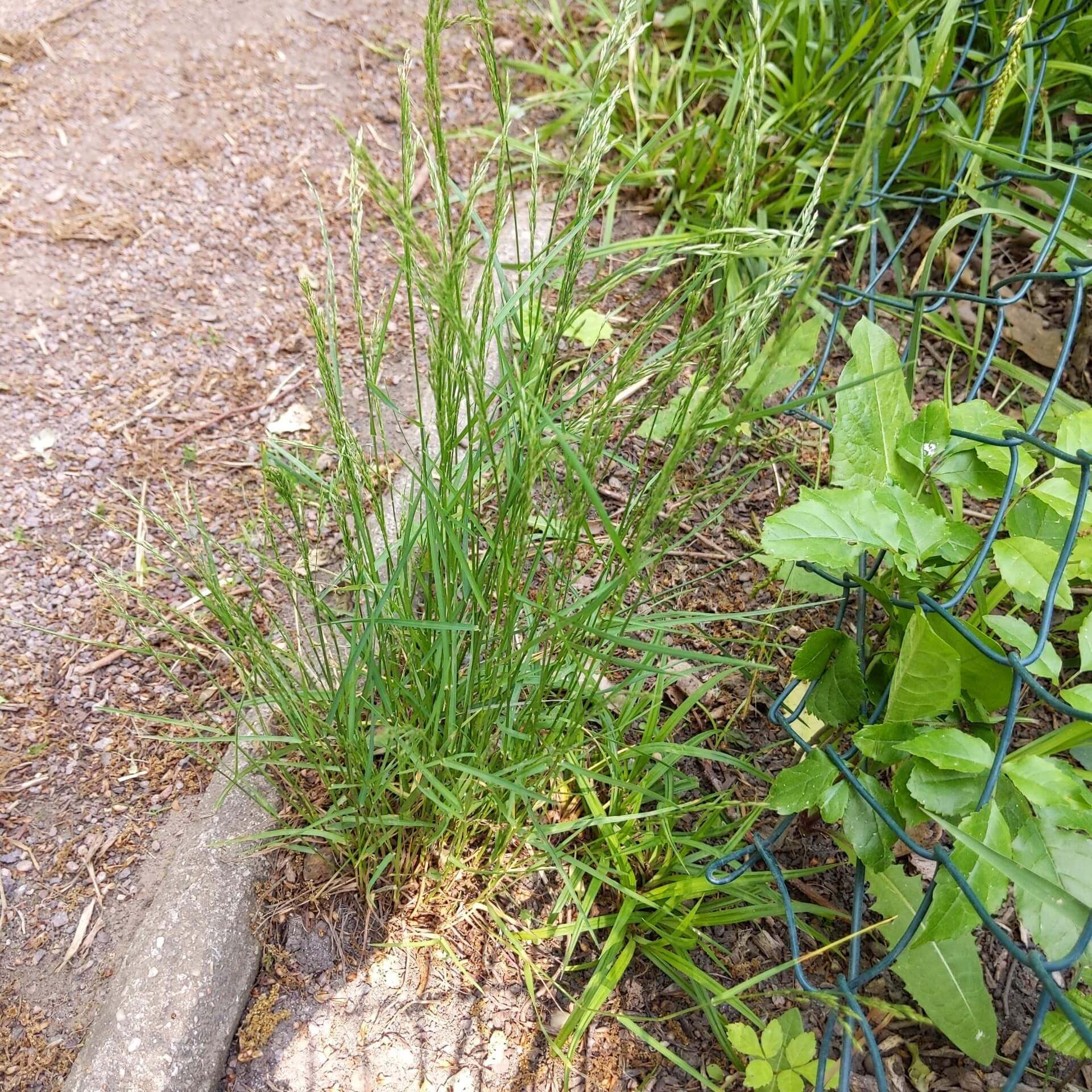 Dreizahn (Danthonia decumbens)