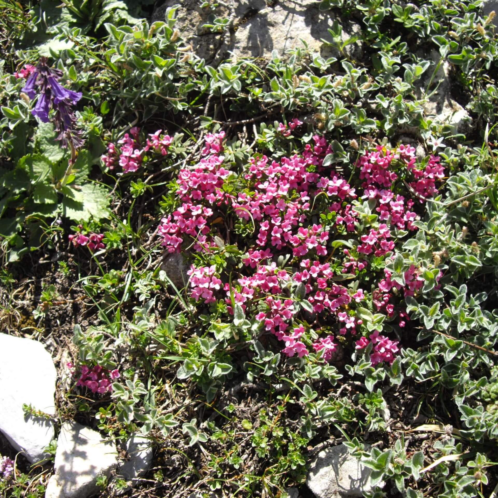 Rosmarin-Seidelbast (Daphne cneorum)