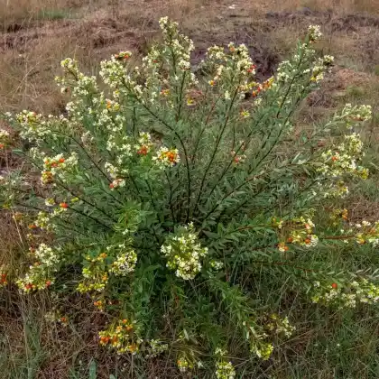 Foto von Mittelmeer-Seidelbast (Daphne gnidium)