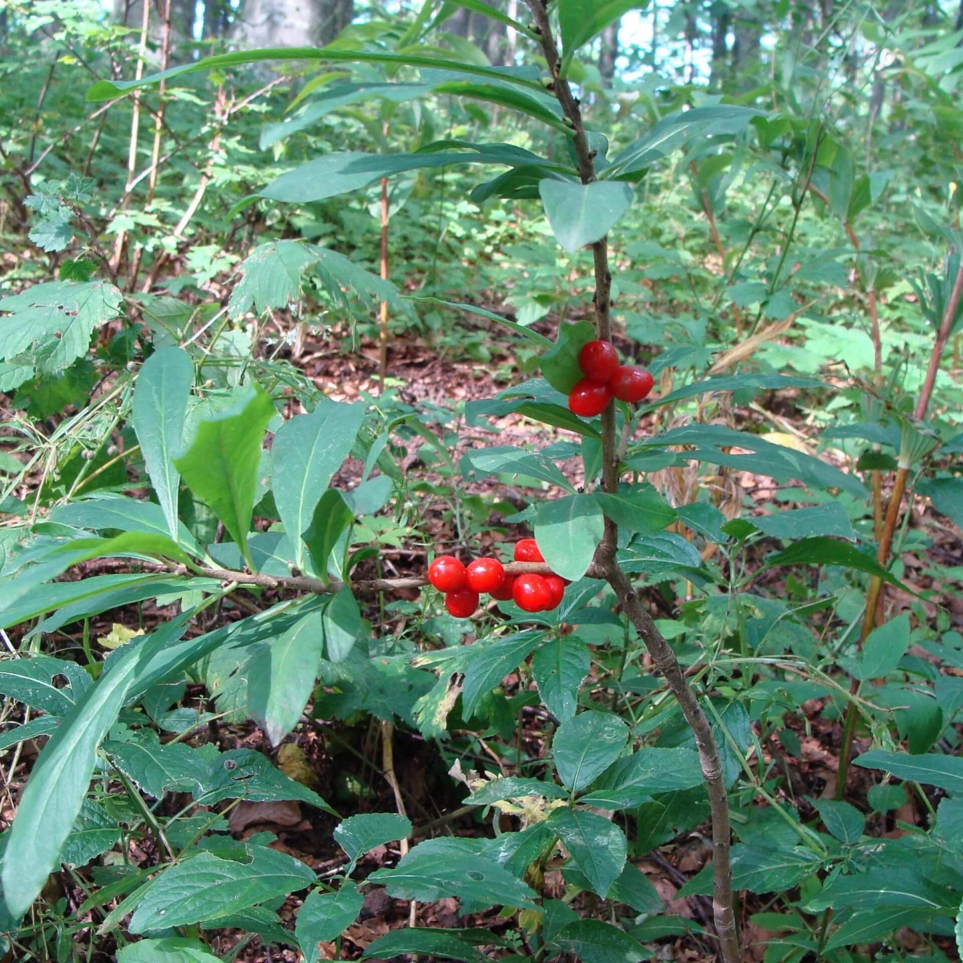 Echter Seidelbast (Daphne mezereum)